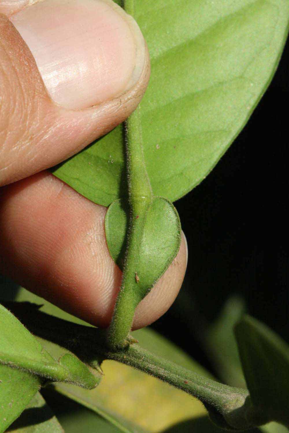            Petiole (Riverside, CA)   